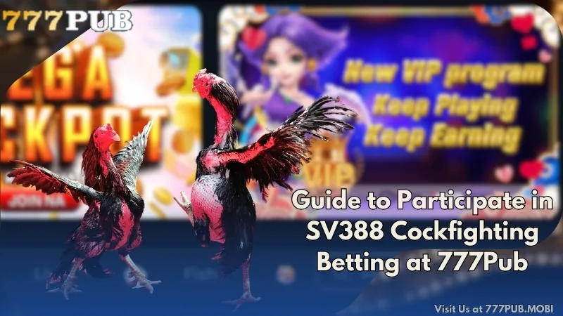 Guide to Participate in SV388 Cockfighting Betting at 777Pub